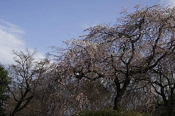 皇子山公園
