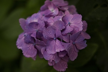 長谷寺の紫陽花