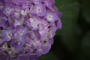 長谷寺の紫陽花