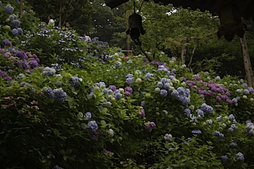 長谷寺の紫陽花