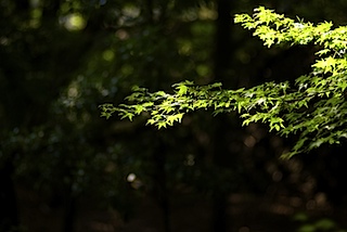 皇子山公園の紅葉