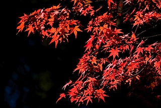 皇子山公園の紅葉