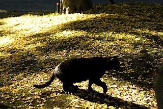 黒猫