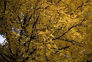 皇子山公園