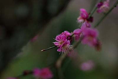 皇子山公園の梅だと思う