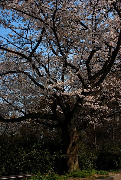 皇子山公園の桜