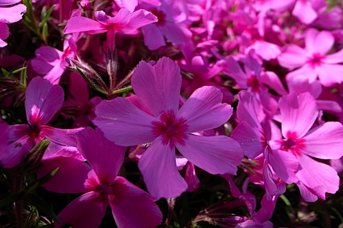 芝桜?