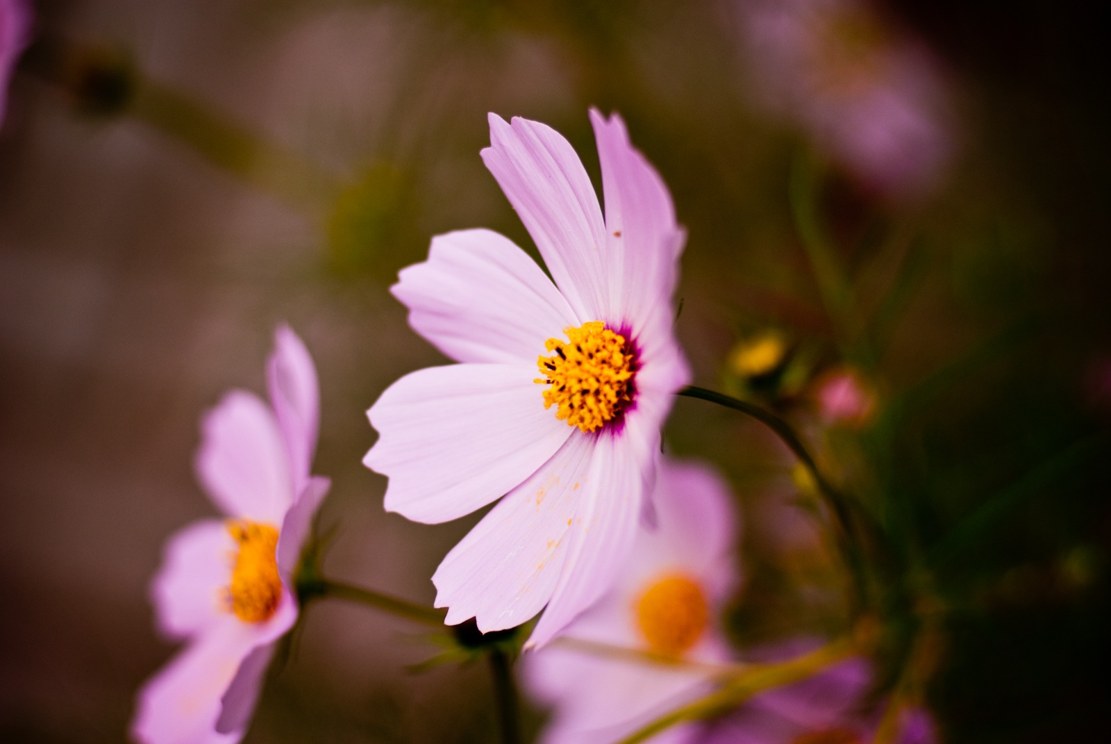 秋桜