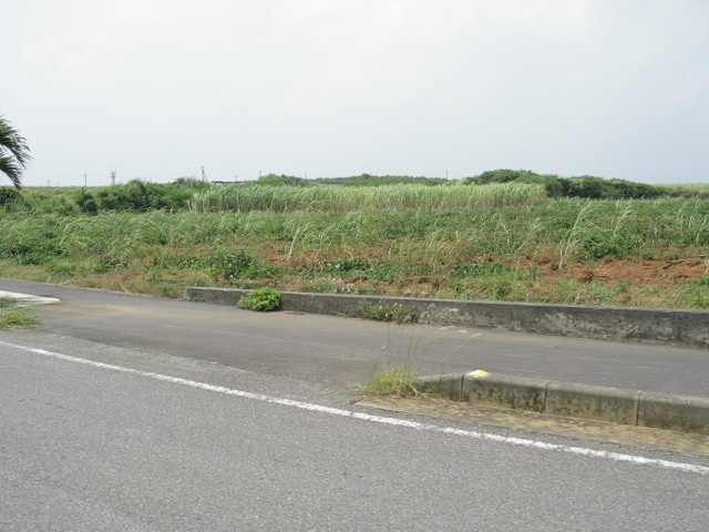 宮古島サトウキビ畑