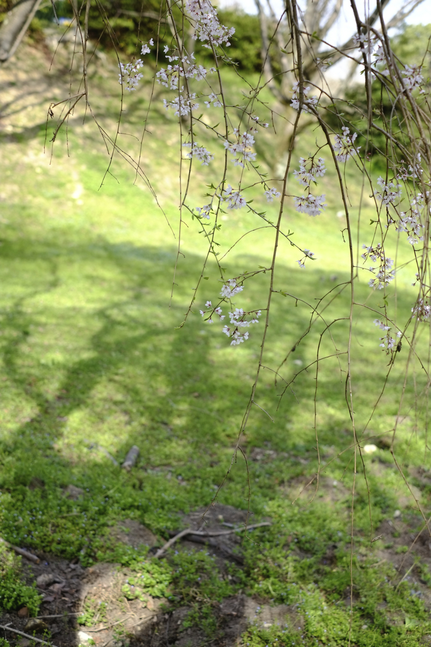 Ume tree