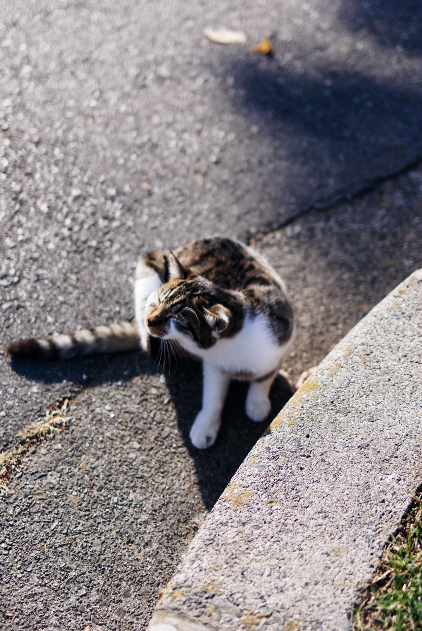 cat