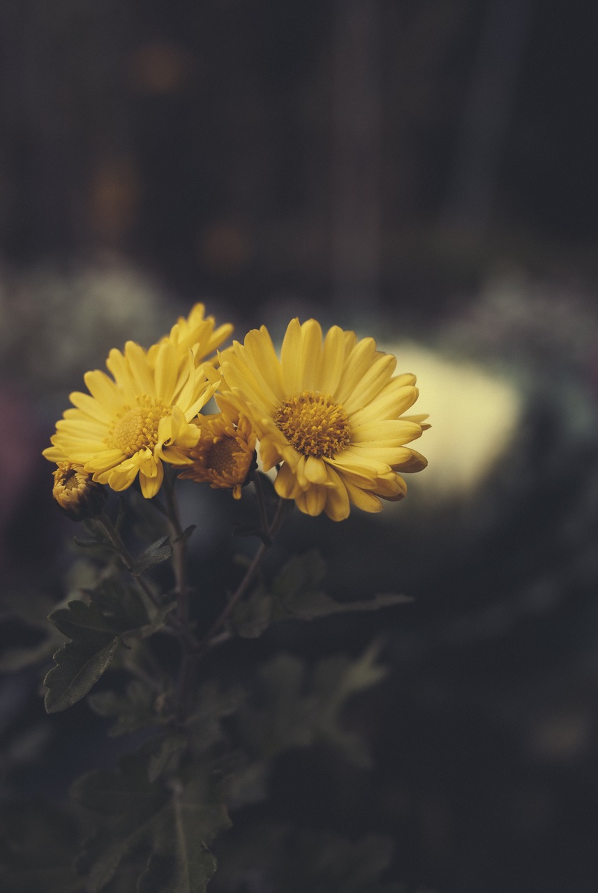 Chrysanthemum
